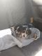 Beaglier Puppies for sale in Piedmont, WV 26750, USA. price: $150