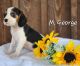 Beaglier Puppies for sale in Nathalie, VA 24577, USA. price: NA