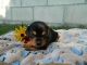 Beaglier Puppies for sale in Clare, MI 48617, USA. price: $850