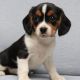Beaglier Puppies for sale in Canton, OH, USA. price: NA