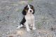 Beaglier Puppies for sale in Sugarcreek, OH 44681, USA. price: $399