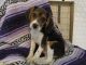 Beaglier Puppies for sale in Keizer, OR, USA. price: $1,200