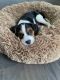 Beaglier Puppies for sale in Clarksville, MD 21029, USA. price: NA
