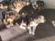 Beaglier Puppies for sale in Mansfield, MA 02048, USA. price: NA