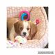 Beaglier Puppies for sale in Westchester, IL, USA. price: NA