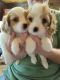 Beaglier Puppies