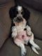 Beaglier Puppies for sale in Badin, NC 28009, USA. price: NA