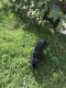 Beago Puppies for sale in Tampa, FL, USA. price: $300