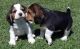 Beago Puppies for sale in Los Angeles, CA, USA. price: $300