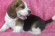 Beago Puppies for sale in Los Angeles, CA, USA. price: $500