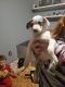 Bearded Collie Puppies for sale in Grasston, MN, USA. price: NA