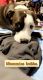 Bearded Collie Puppies for sale in Charlotte, NC, USA. price: $200