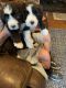 Bearded Collie Puppies for sale in Herington, KS 67449, USA. price: $2,000