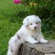 Bearded Collie Puppies for sale in Kent, WA, USA. price: NA