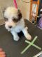 Bearded Collie Puppies for sale in Herington, KS 67449, USA. price: $2,000