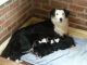 Bearded Collie Puppies for sale in Houston, TX, USA. price: NA