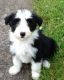 Bearded Collie Puppies