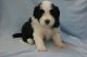 Bearded Collie Puppies for sale in Dallas, TX, USA. price: NA