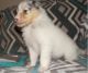 Bearded Collie Puppies for sale in Bakersfield, CA, USA. price: NA