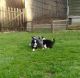 Bearded Collie Puppies for sale in Columbus, OH, USA. price: NA