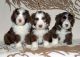 Bearded Collie Puppies for sale in Omaha, NE, USA. price: NA
