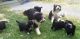 Bearded Collie Puppies for sale in Atqasuk, AK 99791, USA. price: NA