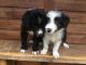 Bearded Collie Puppies for sale in East Los Angeles, CA, USA. price: NA