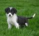 Bearded Collie Puppies for sale in NJ-38, Cherry Hill, NJ 08002, USA. price: NA