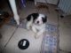 Bearded Collie Puppies for sale in Waco, TX, USA. price: NA