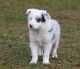 Bearded Collie Puppies for sale in Aliso Viejo, CA, USA. price: NA