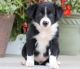 Bearded Collie Puppies for sale in San Francisco, CA, USA. price: NA