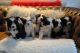Bearded Collie Puppies for sale in Washington, DC, USA. price: NA