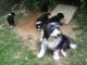 Bearded Collie Puppies for sale in SC-14, Fountain Inn, SC 29644, USA. price: NA