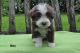 Bearded Collie Puppies for sale in Massachusetts Ave, Cambridge, MA, USA. price: NA