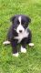 Bearded Collie Puppies for sale in Bloomfield Ave, Bloomfield, CT 06002, USA. price: NA