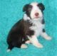 Bearded Collie Puppies for sale in Houston, TX, USA. price: NA