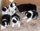 Bearded Collie Puppies for sale in California St, San Francisco, CA, USA. price: NA