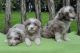 Bearded Collie Puppies for sale in Atlanta, GA, USA. price: NA