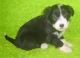 Bearded Collie Puppies for sale in Omar Ave, Carteret, NJ 07008, USA. price: NA