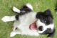 Bearded Collie Puppies for sale in Chicago, IL, USA. price: NA
