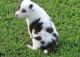 Bearded Collie Puppies for sale in CA-111, Rancho Mirage, CA 92270, USA. price: NA