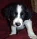 Bearded Collie Puppies for sale in San Francisco, CA 94133, USA. price: NA