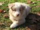 Bearded Collie Puppies for sale in Alexandria, OH 43001, USA. price: NA