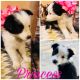 Bearded Collie Puppies for sale in King City, CA, USA. price: NA