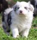 Bearded Collie Puppies for sale in Worcester St, Framingham, MA, USA. price: $600