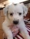 Bearded Collie Puppies for sale in Bell Gardens, CA 90202, USA. price: NA