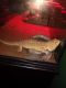 Bearded Dragon Reptiles for sale in Valrico, FL, USA. price: NA