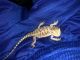 Bearded Dragon Reptiles for sale in Lansing, IL, USA. price: $250