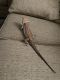 Bearded Dragon Reptiles for sale in Hudson, FL 34667, USA. price: $250