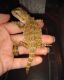 Bearded Dragon Reptiles for sale in Dunn, NC 28334, USA. price: NA